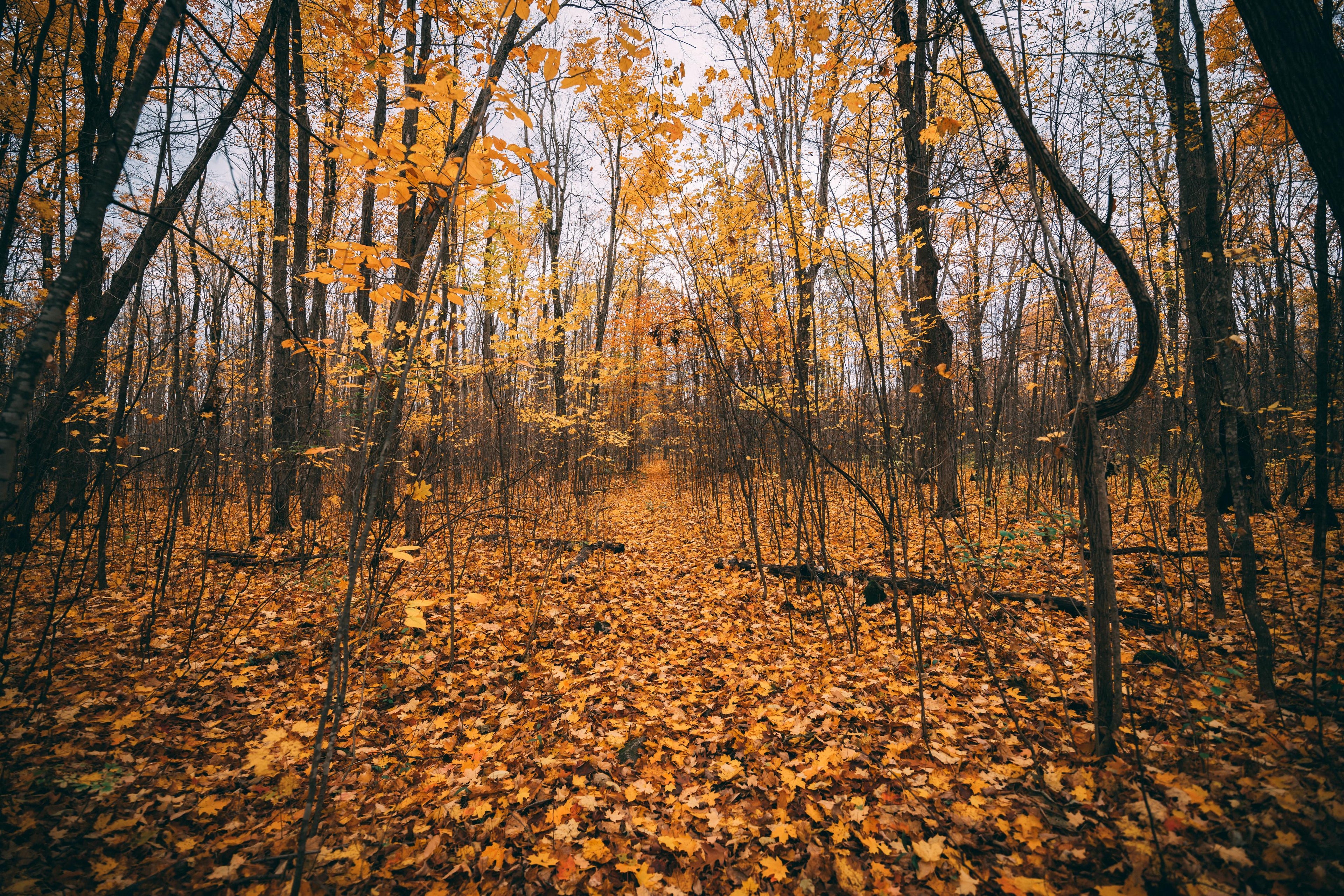 Wooded forest in autumn