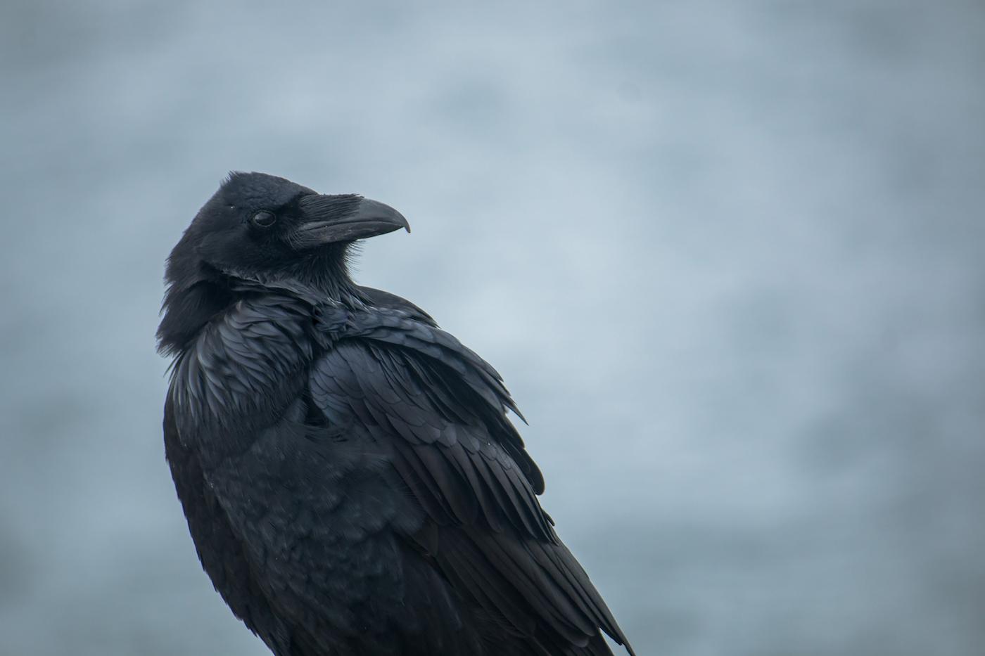 Raven Looking Over Wing on Overcast Day