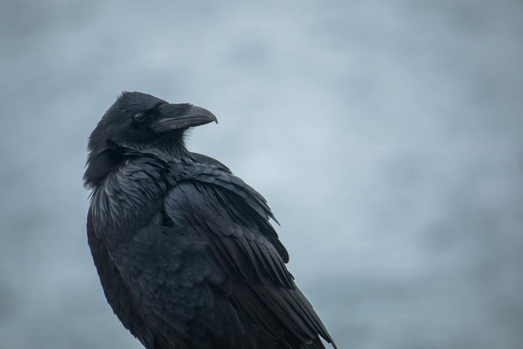 Raven Looking Over Wing on Overcast Day